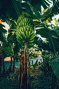 Vertical shot of a tree of bananas in the garden in summer on a sunny day