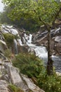 Vertical shot of a tree in the bench of a river Royalty Free Stock Photo