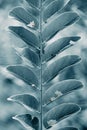 Vertical shot of a tree branch covered by dense foliage on blurred background Royalty Free Stock Photo