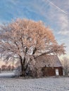 Vertical shot of a tree covered in snow growing by an old barn Royalty Free Stock Photo