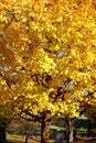 Vertical shot of a tree in a graveyard in autumn Royalty Free Stock Photo