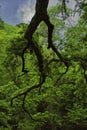 Vertical shot of a tree with green leaves in a forest, Tishomingo, Mississippi
