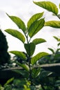 Vertical shot of tree leaves growing in the garden under a white sky Royalty Free Stock Photo