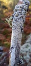 Vertical shot of a tree log covered in Physcia Stellaris lichen in a forest Royalty Free Stock Photo