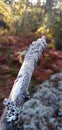 Vertical shot of a tree log covered in Physcia Stellaris lichen in a forest Royalty Free Stock Photo