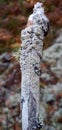 Vertical shot of a tree log covered in Physcia Stellaris lichen in a forest Royalty Free Stock Photo