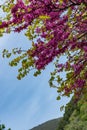 Vertical shot of a tree with purple flowers in contrast with blue sky Royalty Free Stock Photo