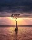 Vertical shot of a tree in the sea under a cloudy sky during a beautiful sunset in the evening Royalty Free Stock Photo