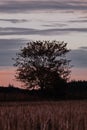 Vertical shot of a tree silhouette at sunset in the field