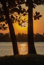 Vertical shot of a tree silhouettes against a beautiful sunset in Tuxpan, Veracruz, Mexico