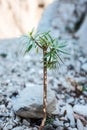 Vertical shot of a tree spurge (Euphorbia dendroides) growing outdoor Royalty Free Stock Photo