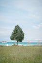 Vertical shot of a tree standing alone with sea in the background. Royalty Free Stock Photo