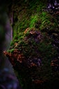 Vertical shot of a tree trunk covered with fungus and moss Royalty Free Stock Photo