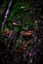 Vertical shot of a tree trunk covered with fungus and moss Royalty Free Stock Photo