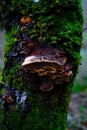 Vertical shot of a tree trunk covered with fungus and moss Royalty Free Stock Photo