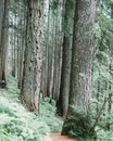 Vertical shot of tree trunks in a forest Royalty Free Stock Photo