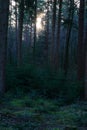 Vertical shot of tree trunks in the forest in the evening Royalty Free Stock Photo