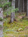 Vertical shot of the tree trunks in the mossy forest Royalty Free Stock Photo