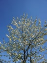 Vertical shot of a tree with white flowerings under the clear sky Royalty Free Stock Photo