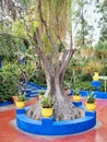 Vertical shot of a tree with yellow and blue painted details in Jardin Majorelle, Marrakesh