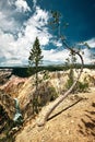 Vertical shot of a tree in Yellowstone Grand Canyon, Yellowstone National Park, Wyoming USA Royalty Free Stock Photo