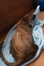 Vertical shot of a Treeing Tennessee Brindle breed dog lying on a blue blanket