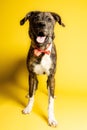 Vertical shot of a Treeing Tennessee Brindle Dog standing, isolated on a yellow background