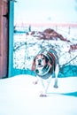 Vertical shot of a Treeing Walker Coonhound in a colorful sweater running in the snow Royalty Free Stock Photo