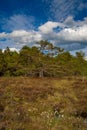 Vertical shot of the trees in the field in Rhon Royalty Free Stock Photo
