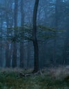 Vertical shot trees in a foggy forest