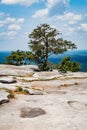 Vertical shot of trees on top of a stony surface in Stone Mountain city, Georgia, Atlanta