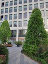 Vertical shot of a trimmed tree with a modern glass window building background Royalty Free Stock Photo