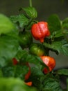 Vertical shot of Trinidad Scorpion Butch T peppers in the greenery Royalty Free Stock Photo