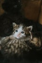 Vertical shot of a triplet of cute kittens curled up together on a bed