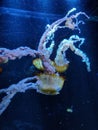 Vertical shot of tropical jellyfish swimming underwater in an aquarium