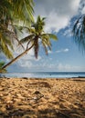 Vertical shot of tropical palm trees in the background on a sun-drenched beach in Guam Royalty Free Stock Photo