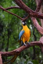 Vertical shot of a true parrot biting on a tree branch