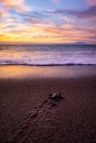 Vertical shot of a turtle laying in the sandy shore of the ocean and the sunset in the backgrounnd Royalty Free Stock Photo