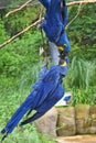 Vertical shot of two beautiful blue hyacinth macaw parrots (anodorhynchus hyacinthinus) kissing