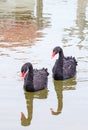 Vertical shot of two black swans swimming in the lake and reflected in the water Royalty Free Stock Photo