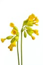 Vertical shot of two branches of yellow cowslip flowers with a white background