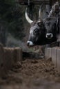 Vertical shot of two bulls eating grass inside a barn with a blurred background Royalty Free Stock Photo