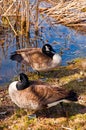 Vertical shot of two Canada geese  at a pond Royalty Free Stock Photo