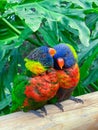 Vertical shot of two colorful parrots perching on a wood with green leaves background