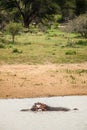 Vertical shot of two common hippopotamuses fighting in the swamp Royalty Free Stock Photo