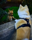 Vertical shot of two cute dogs looking at each other from the opposite sides of a fence Royalty Free Stock Photo