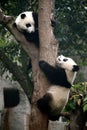 Vertical shot of two cute pandas climbing the tree in Chengdu, China