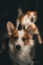 Vertical shot of two cute Portuguese Podengo dogs