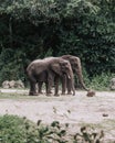 Vertical shot of two elephants in the forest Royalty Free Stock Photo