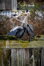 Vertical shot of two great blue herons (Ardea herodias) kissing standing on a mossy tree log